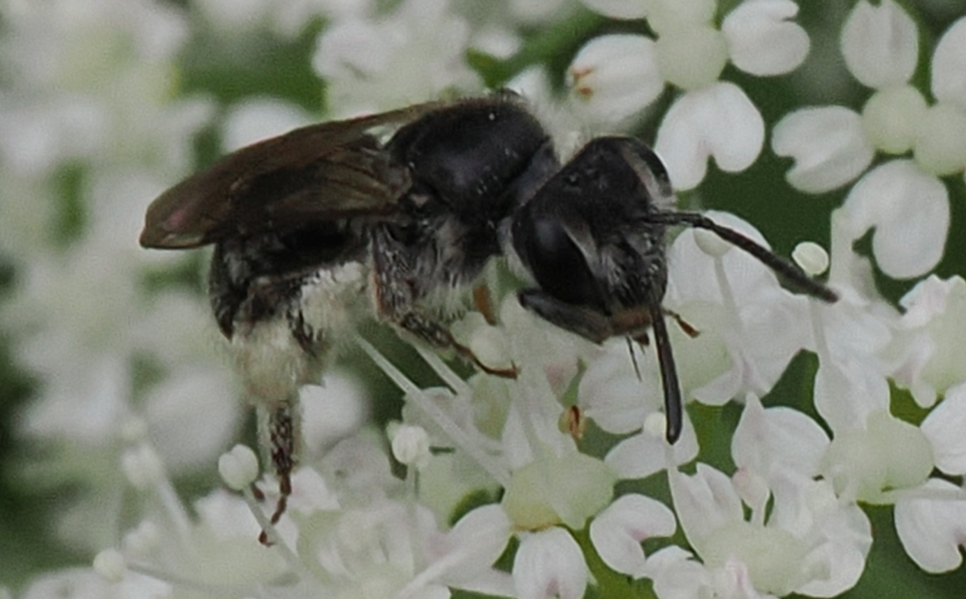 Andrena-minutula-agg